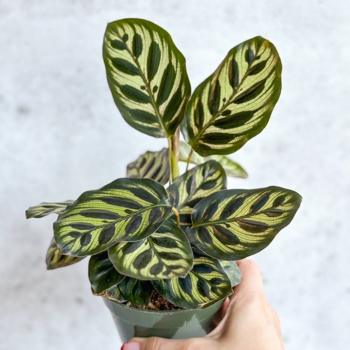 peacock house plant Calathea Makoyana Peacock