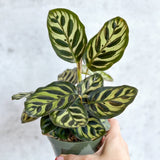 Calathea makoyana - 'Peacock Plant' - Various Sizes - Ed's Plant Shop