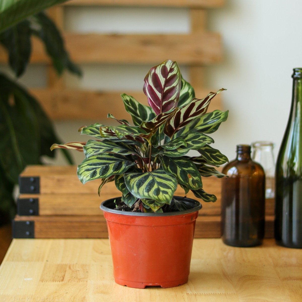 Calathea makoyana - 'Peacock Plant' - Various Sizes - Ed's Plant Shop