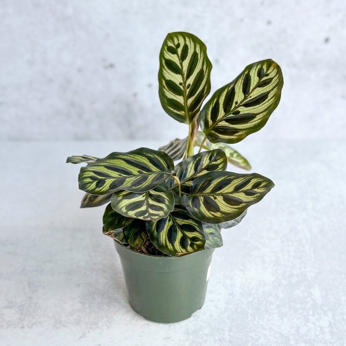 peacock indoor plant Calathea Makoyana Peacock
