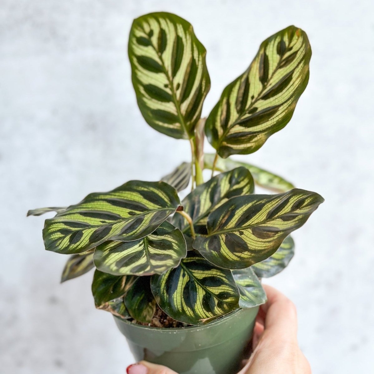 peacock plant seeds Calathea Makoyana Peacock