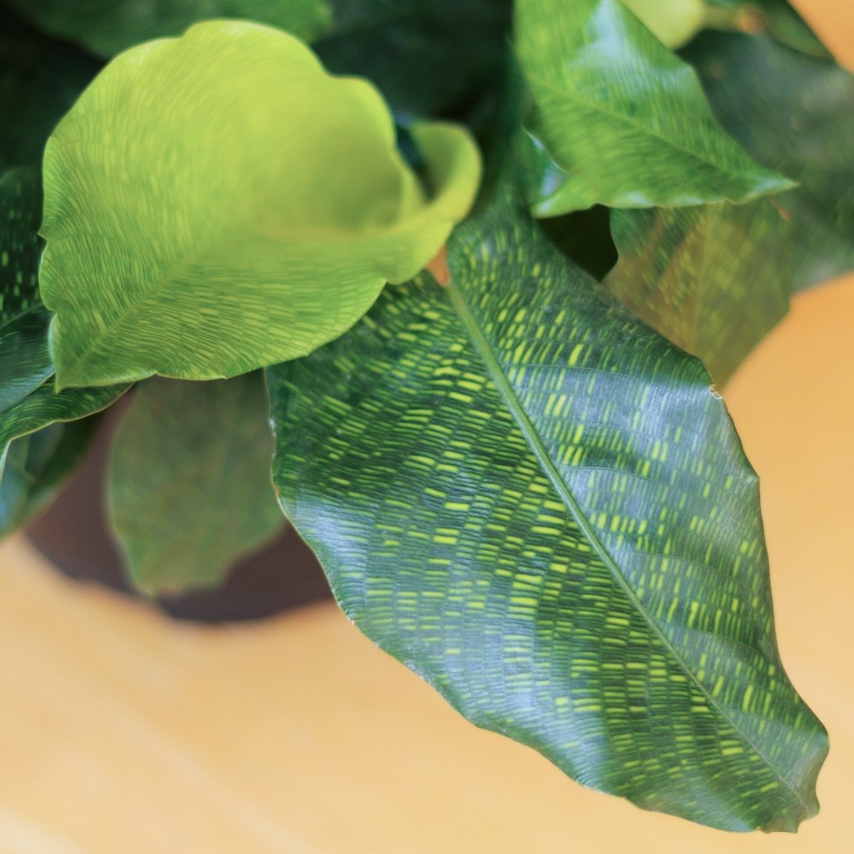 Ed's Plant Shop Calathea musaica Network - Thumbnail 2