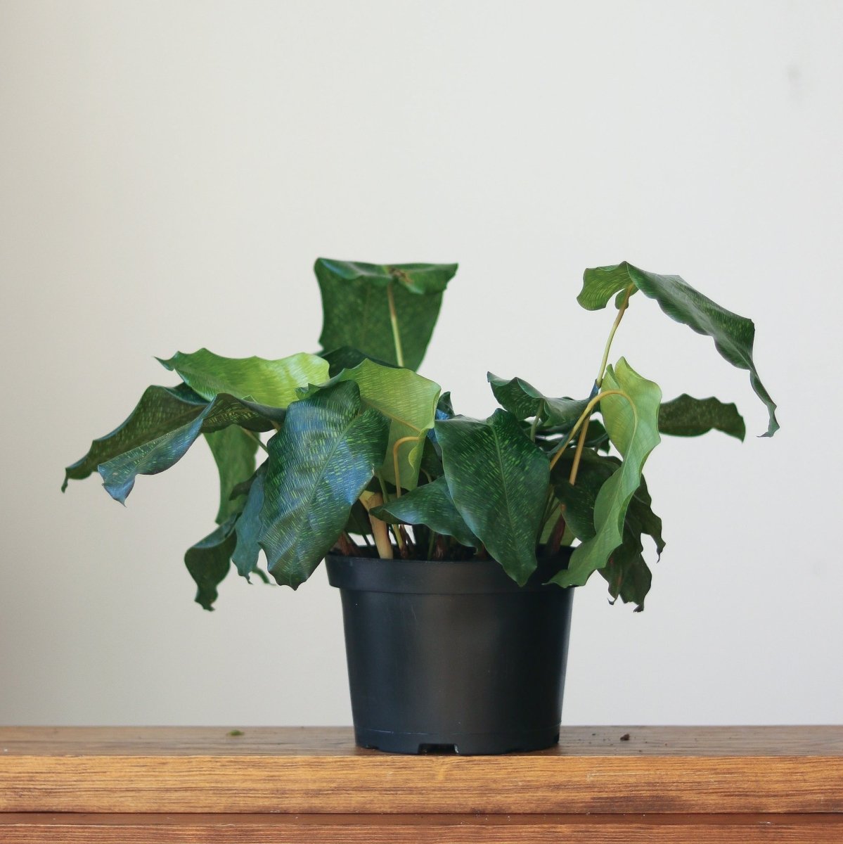 Calathea musaica ‘Network’ - Various Sizes - Ed's Plant Shop