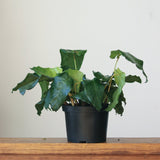 Calathea musaica ‘Network’ - Various Sizes - Ed's Plant Shop