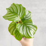 Calathea Orbifolia - Round Leaf Prayer Plant - Various Sizes - Ed's Plant Shop