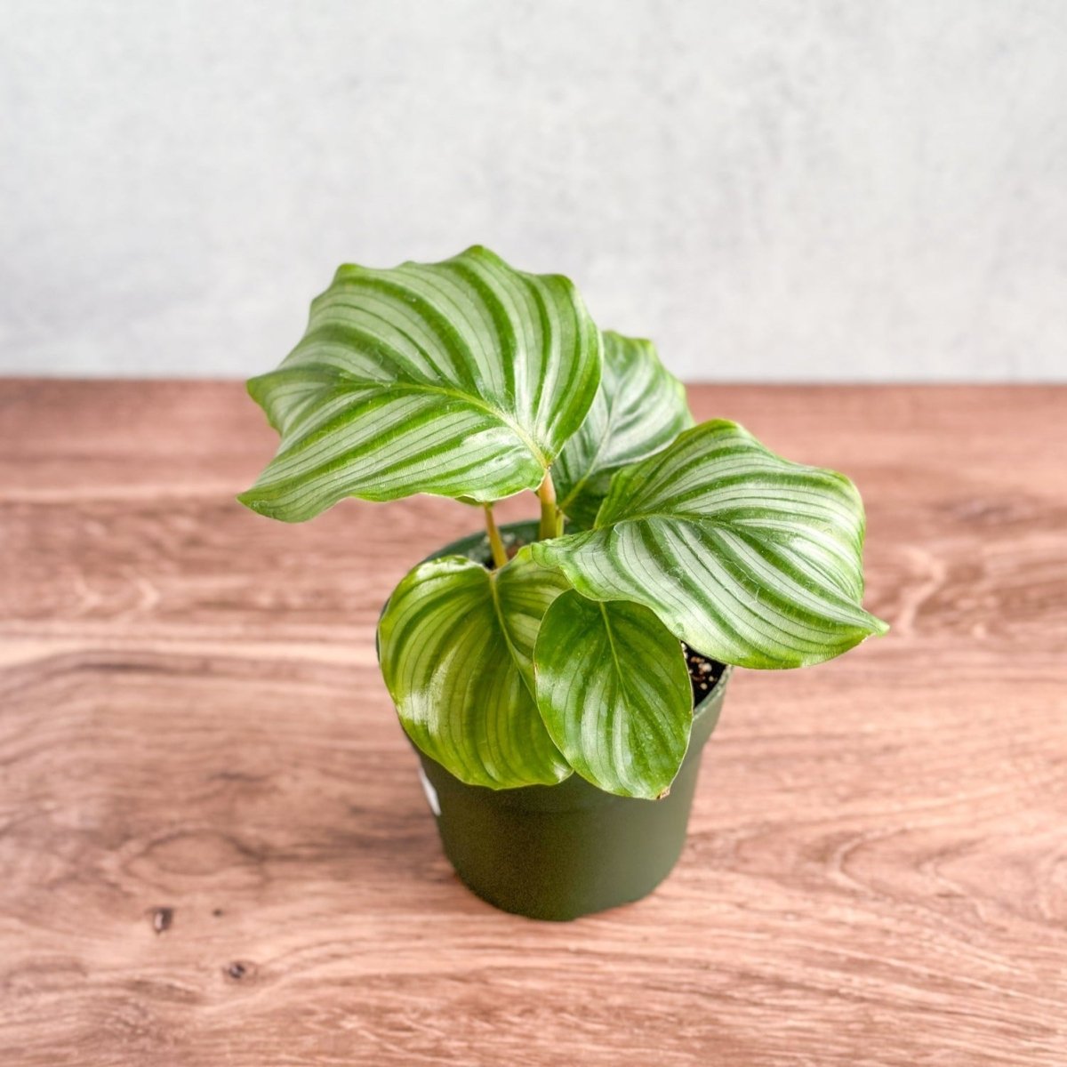 Calathea Orbifolia - Round Leaf Prayer Plant - Various Sizes - Ed's Plant Shop