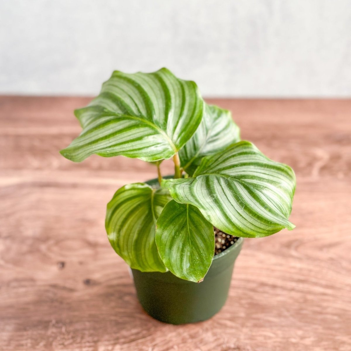 Calathea Orbifolia - Round Leaf Prayer Plant - Various Sizes - Ed's Plant Shop