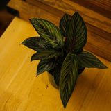 Calathea Ornata 'Beauty Star' - 4 Inch - Ed's Plant Shop