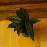 Calathea Ornata 'Beauty Star' - 4 Inch - Ed's Plant Shop