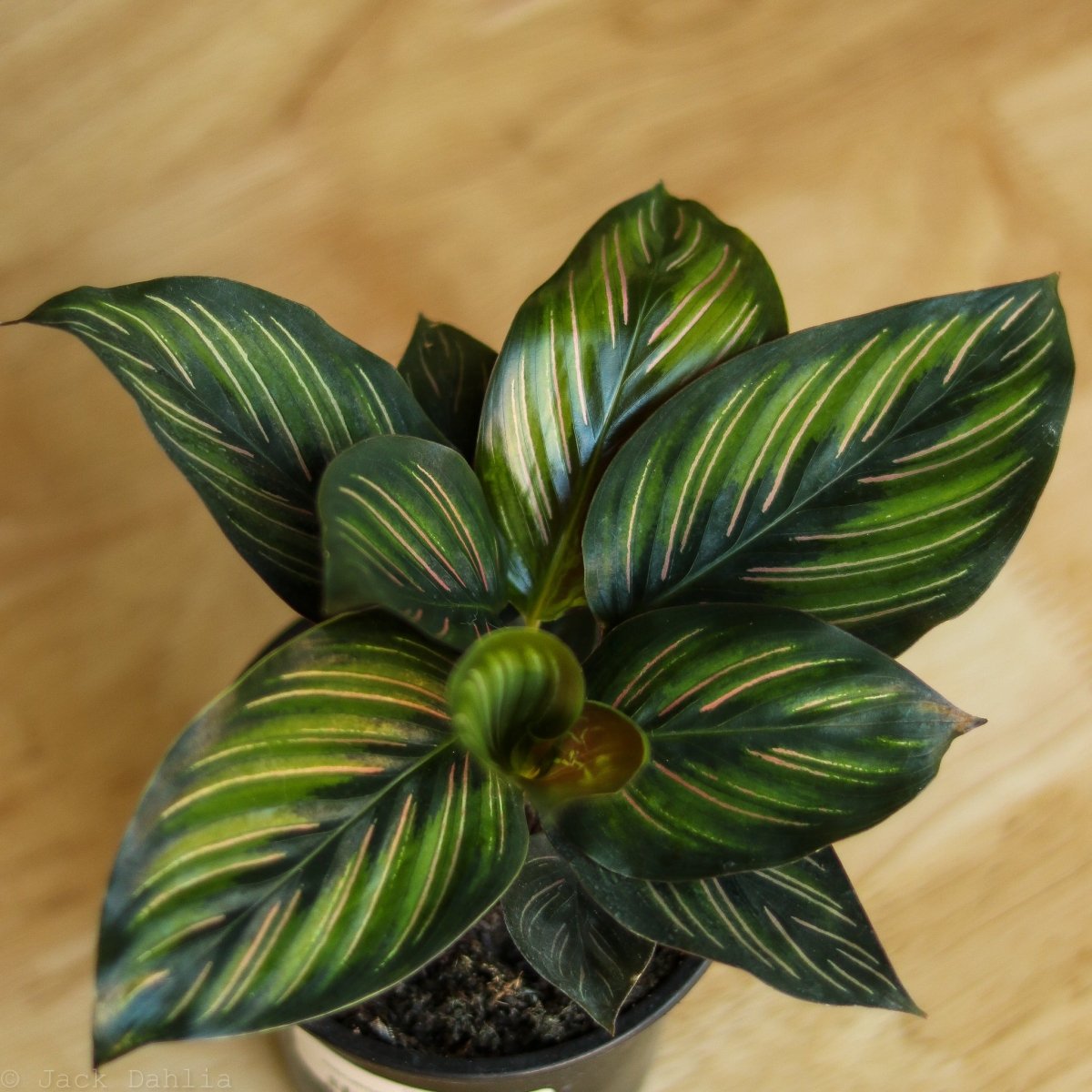 Calathea Ornata 'Beauty Star' - 4 Inch - Ed's Plant Shop