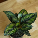 Calathea Ornata 'Beauty Star' - 4 Inch - Ed's Plant Shop