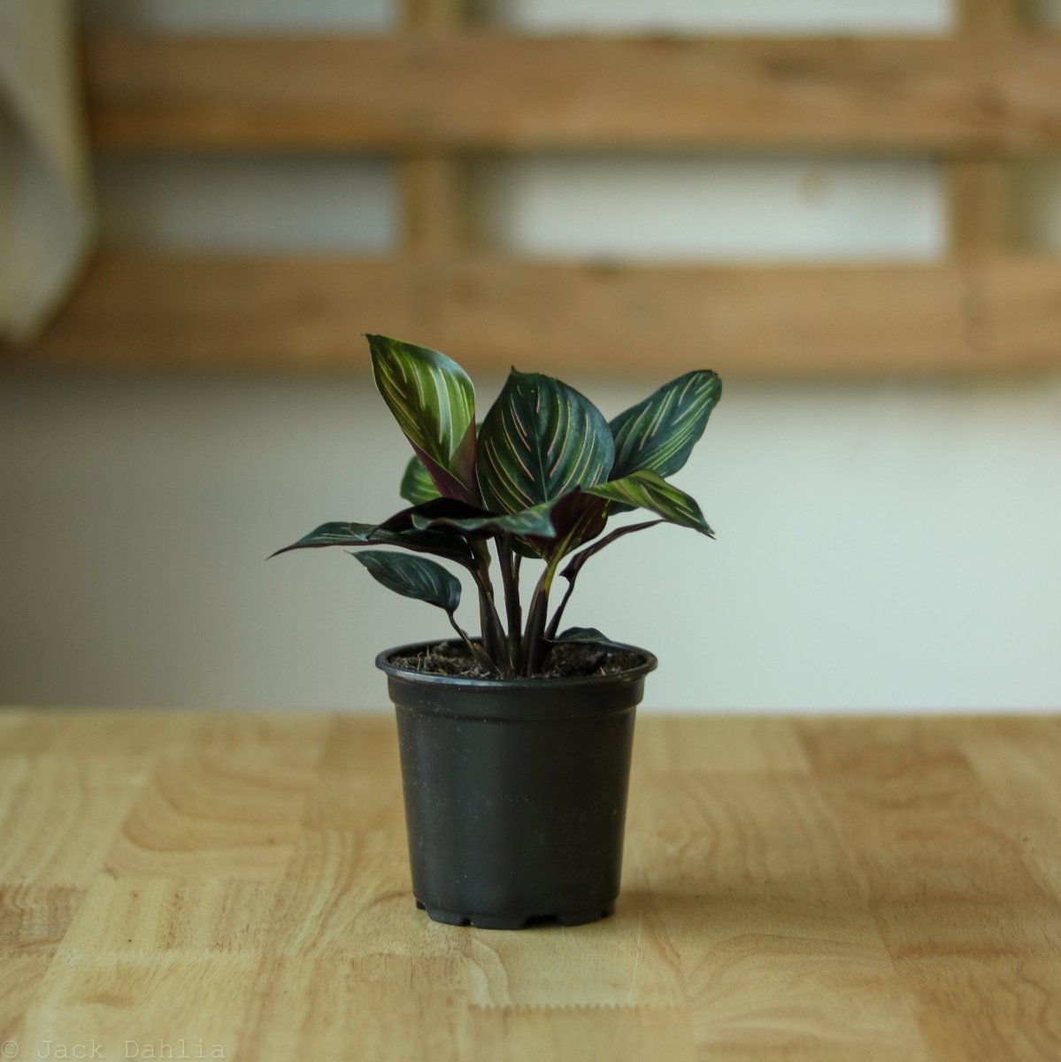 Calathea Ornata 'Beauty Star' - 4 Inch - Ed's Plant Shop