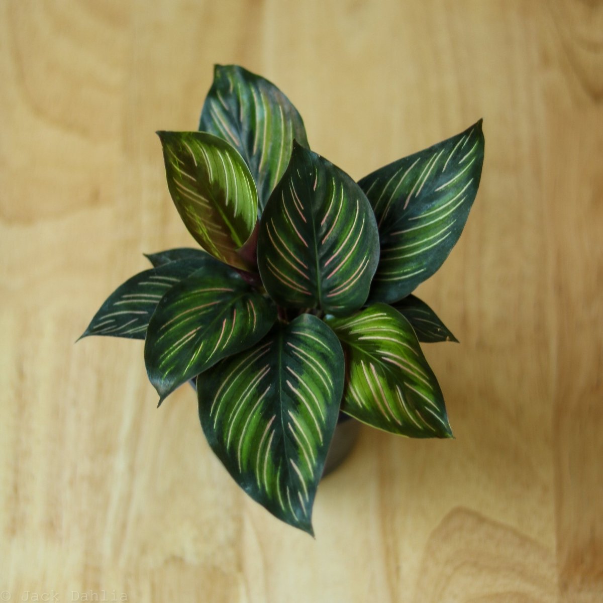 Calathea Ornata 'Beauty Star' - 4 Inch - Ed's Plant Shop