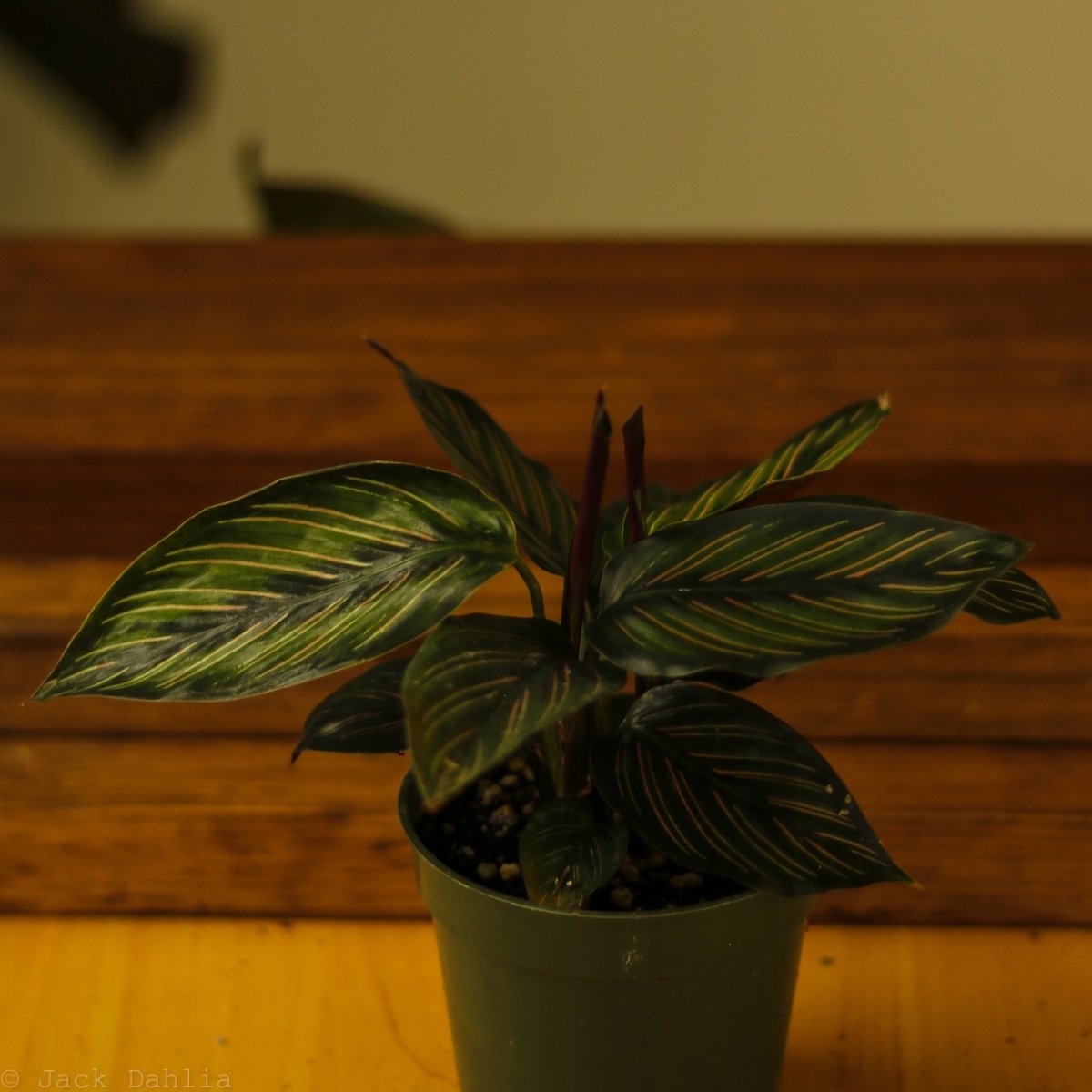 Calathea Ornata 'Beauty Star' - 4 Inch - Ed's Plant Shop