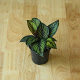 Calathea Ornata 'Beauty Star' - 4 Inch - Ed's Plant Shop