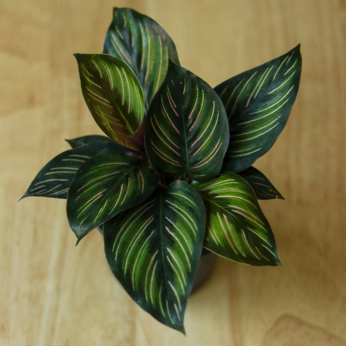 Calathea Ornata 'Beauty Star' – Pet-Friendly Pinstripe Houseplant – Ed's  Plant Shop