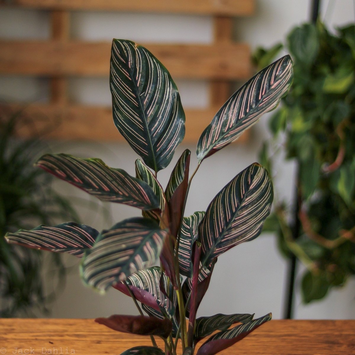 prayer plant ornata Calathea ornata 'Pinstripe'