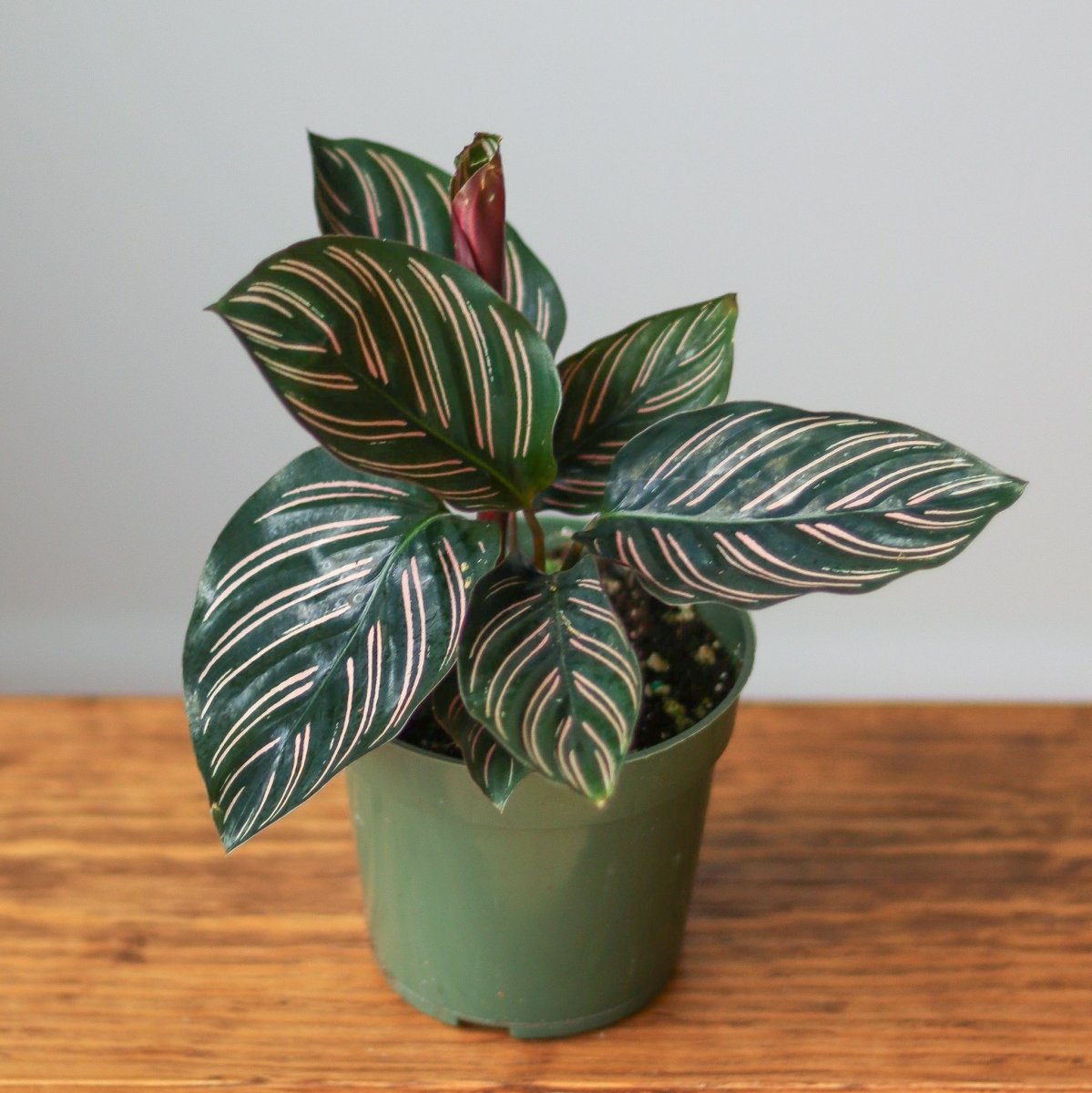 prayer plant calathea Calathea Ornata 'Pinstripe' Prayer Plant