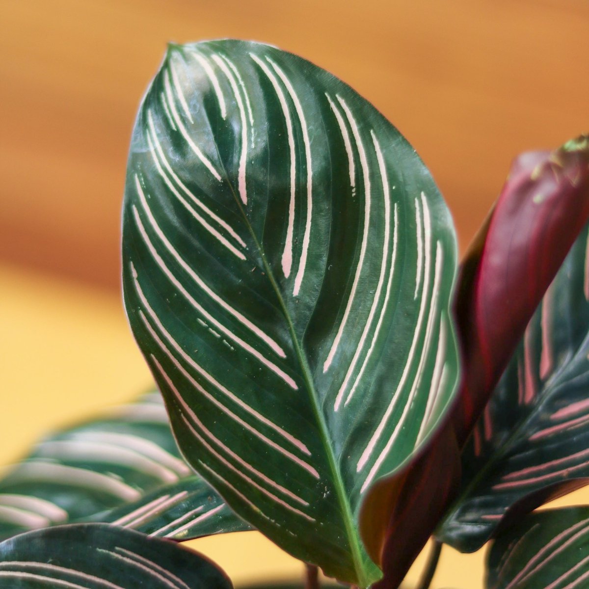 striped prayer plant Calathea ornata 'Pinstripe'