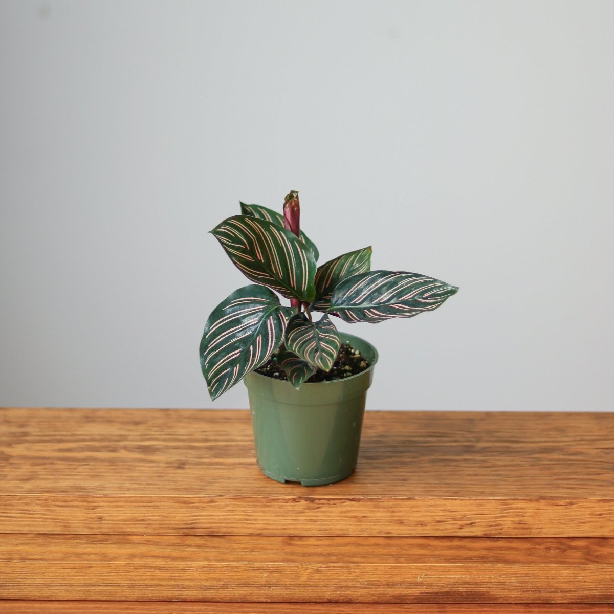 striped prayer plant Calathea Ornata | Pinstripe Prayer Plant
