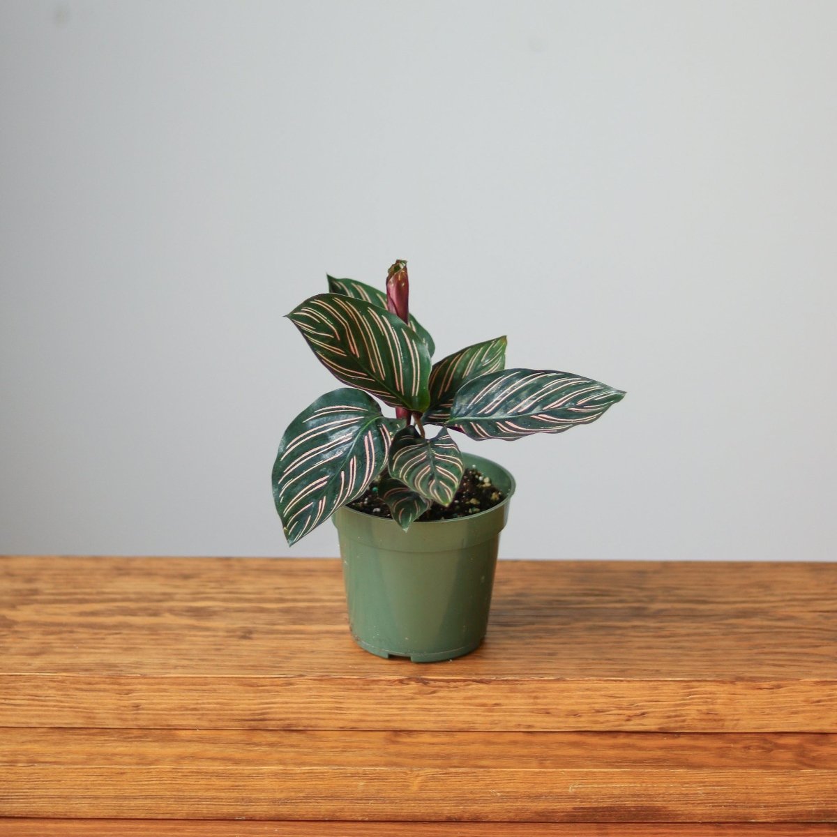 Calathea Ornata 'Pinstripe' Prayer Plant - Various Sizes - Ed's Plant Shop