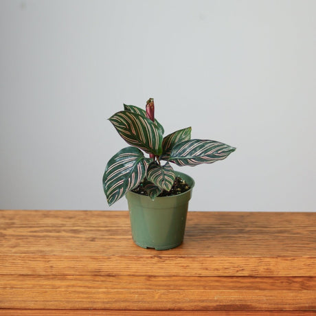 Calathea Ornata 'Pinstripe' Prayer Plant in 4-inch green nursery pot on wooden shelf 