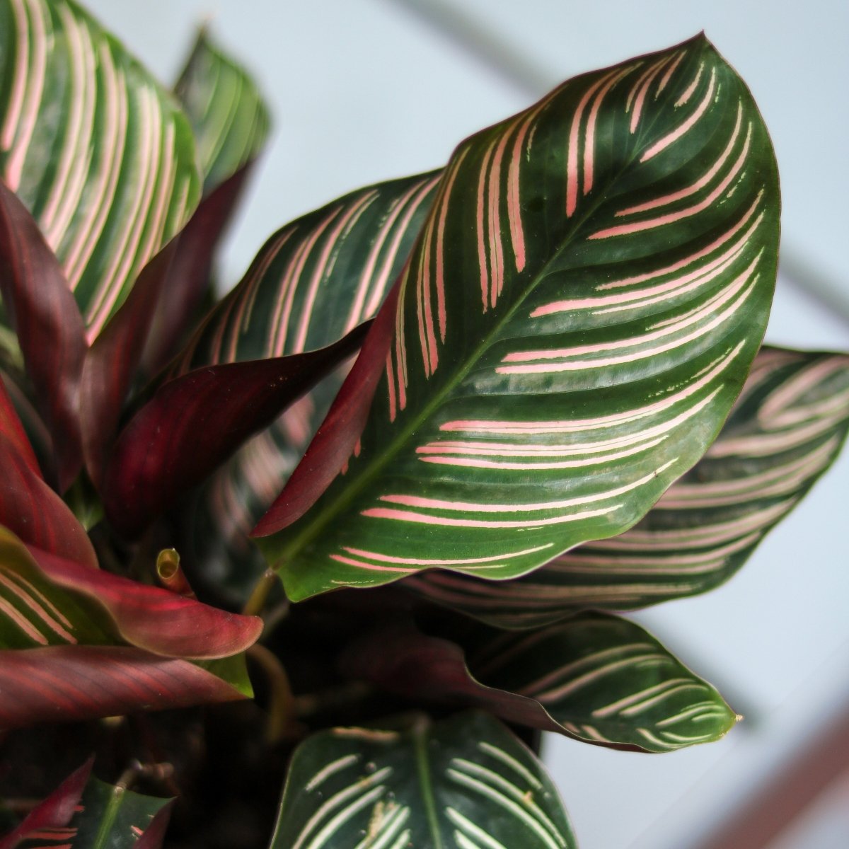 pink stripe prayer plant Calathea ornata 'Pinstripe'