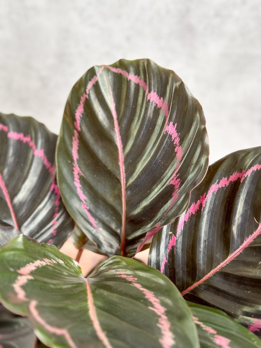 dottie rose painted prayer plant Calathea Dottie Prayer Plant Nursery 6"