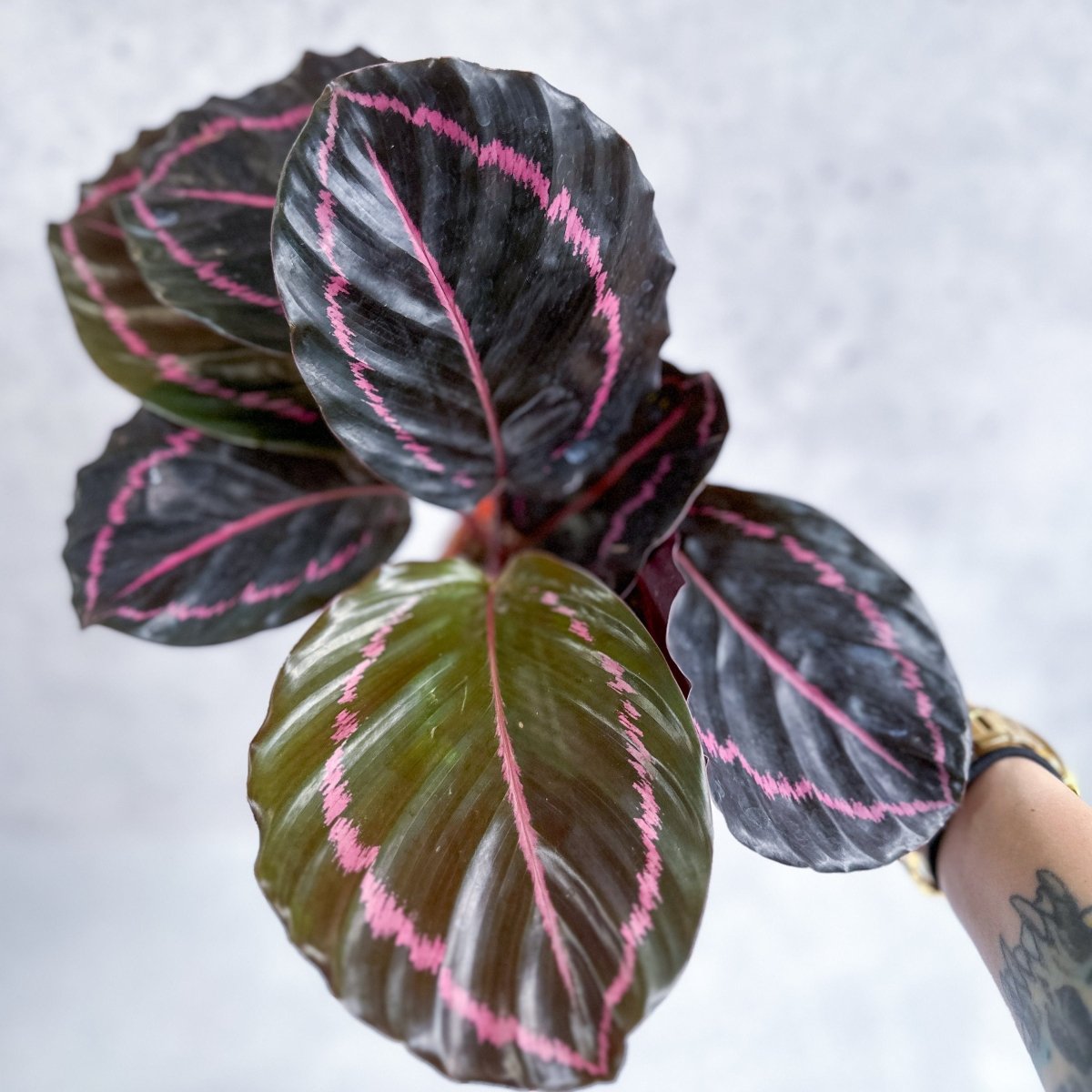 dottie rose painted prayer plant Dottie Calathea (Calathea roseopicta)