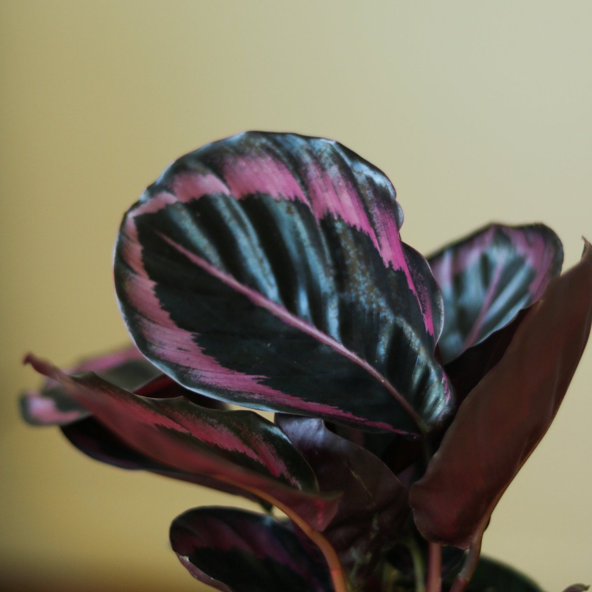 prayer plant dottie Calathea Dottie Prayer Plant Nursery 6"
