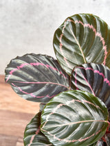 Calathea Roseopicta 'Dottie' Drama Queen - Various Sizes - Ed's Plant Shop