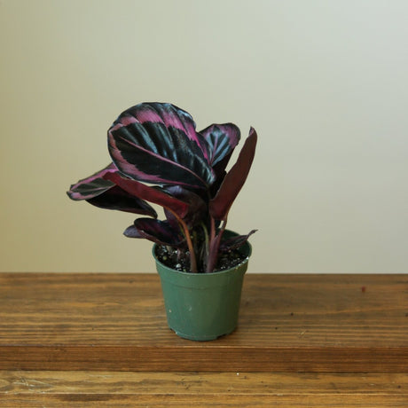 Calathea Roseopicta 'Dottie' Drama Queen - Various Sizes - Ed's Plant Shop