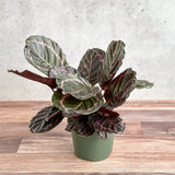 Calathea Roseopicta 'Dottie' Drama Queen - Various Sizes - Ed's Plant Shop