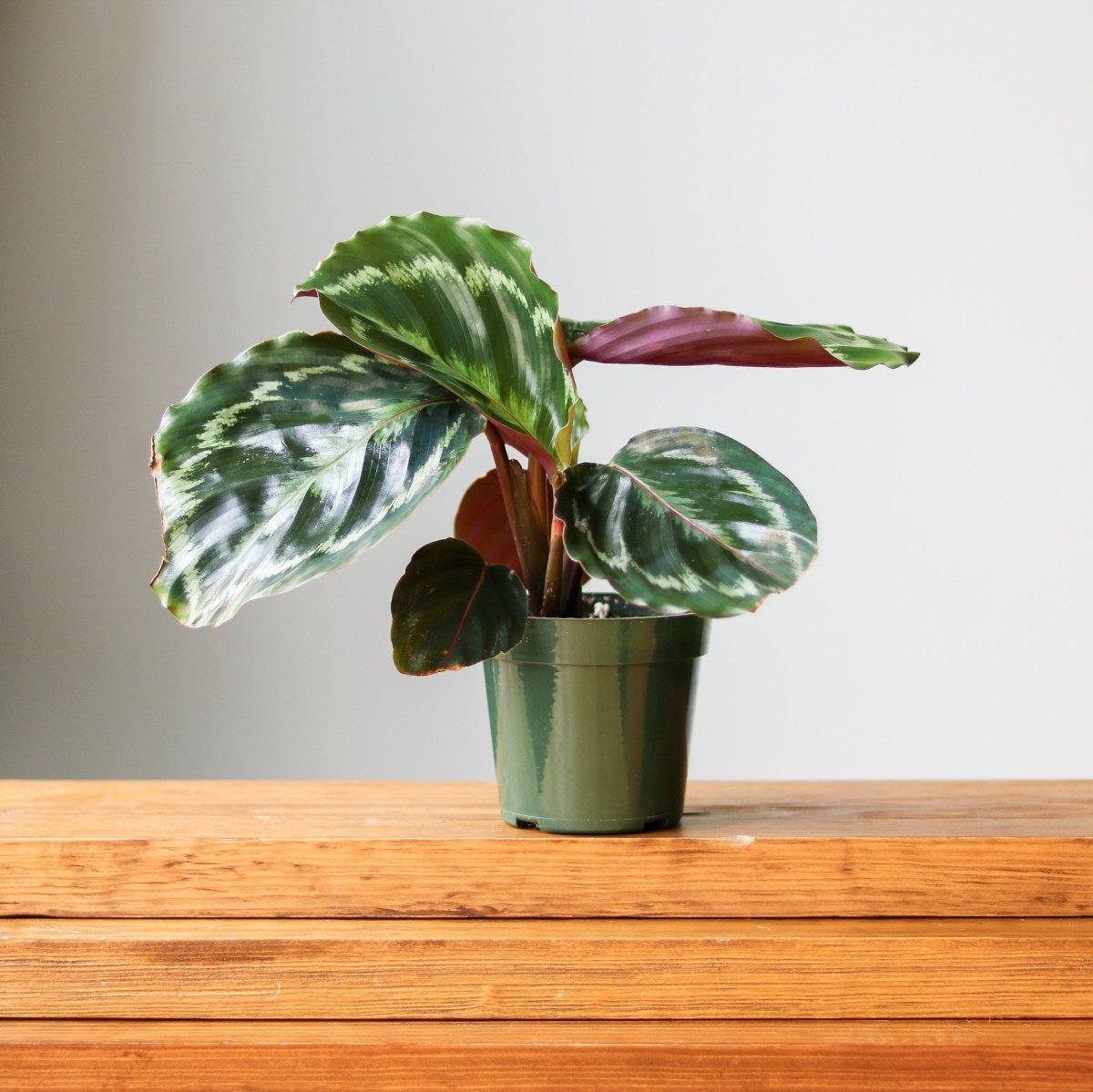 Calathea Roseopicta 'Medallion’ - Ed's Plant Shop