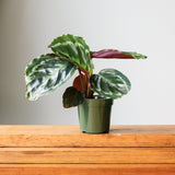 Calathea Roseopicta 'Medallion’ - Ed's Plant Shop