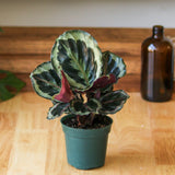 Calathea Roseopicta 'Medallion’ - Ed's Plant Shop