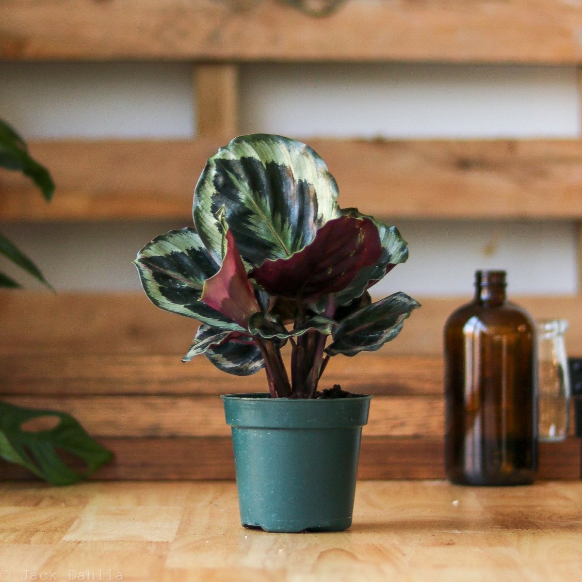 Calathea Roseopicta 'Medallion’ - Ed's Plant Shop