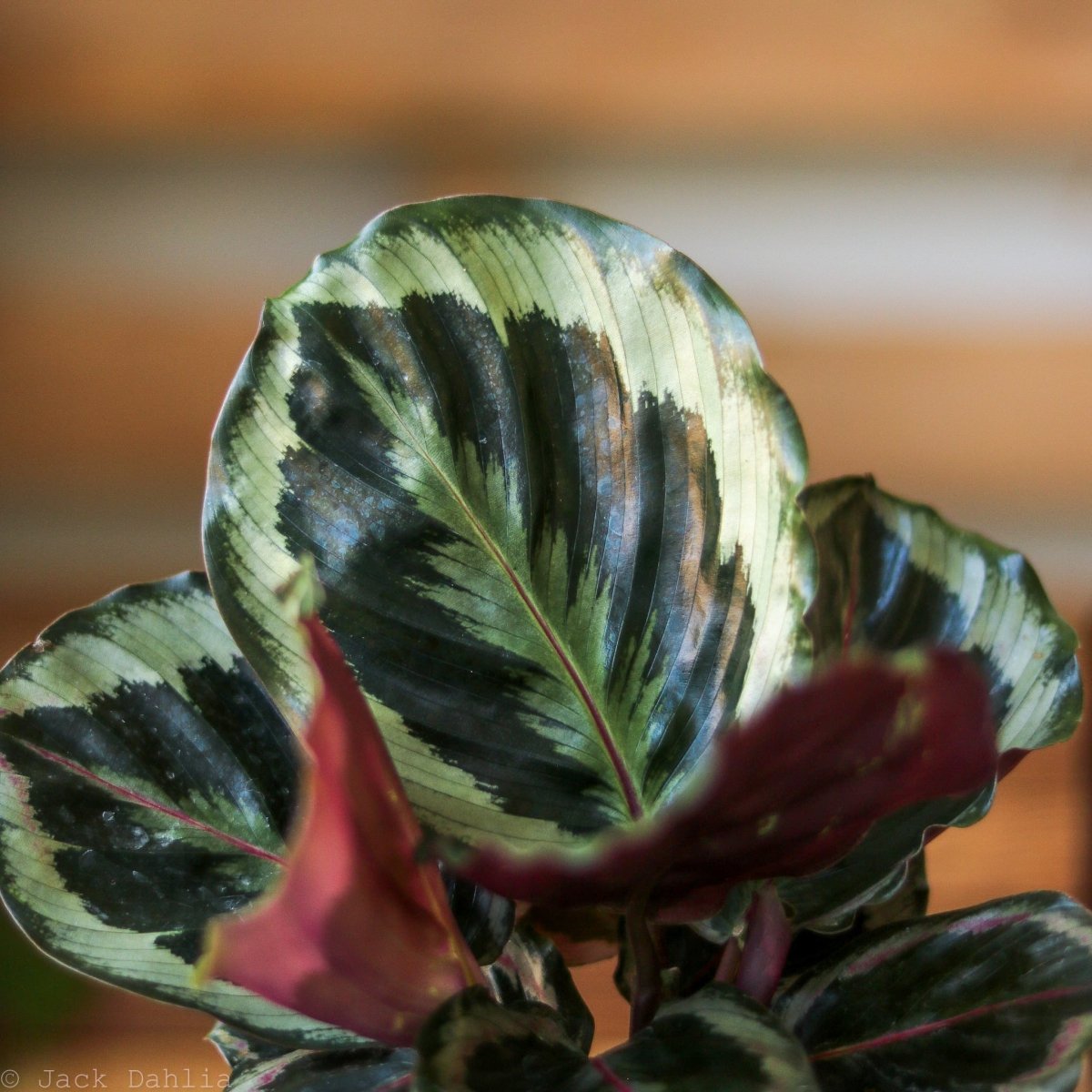 Calathea Roseopicta 'Medallion’ - Ed's Plant Shop