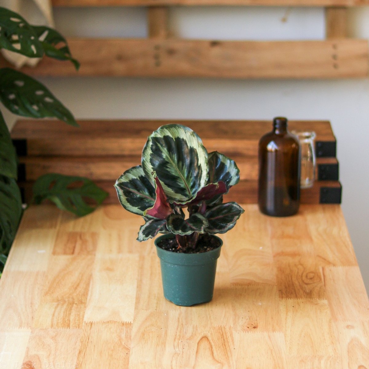 Calathea Roseopicta 'Medallion’ - Ed's Plant Shop