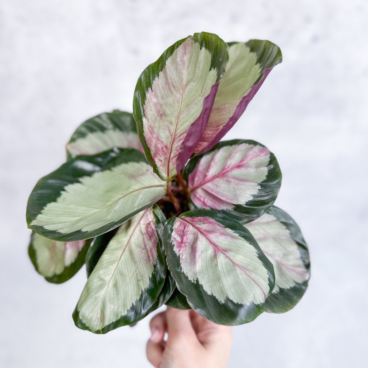 Calathea 'Rosy'