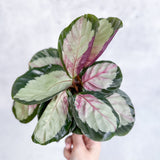 Calathea 'Rosy' - Rosy Calathea - Various Sizes - Ed's Plant Shop