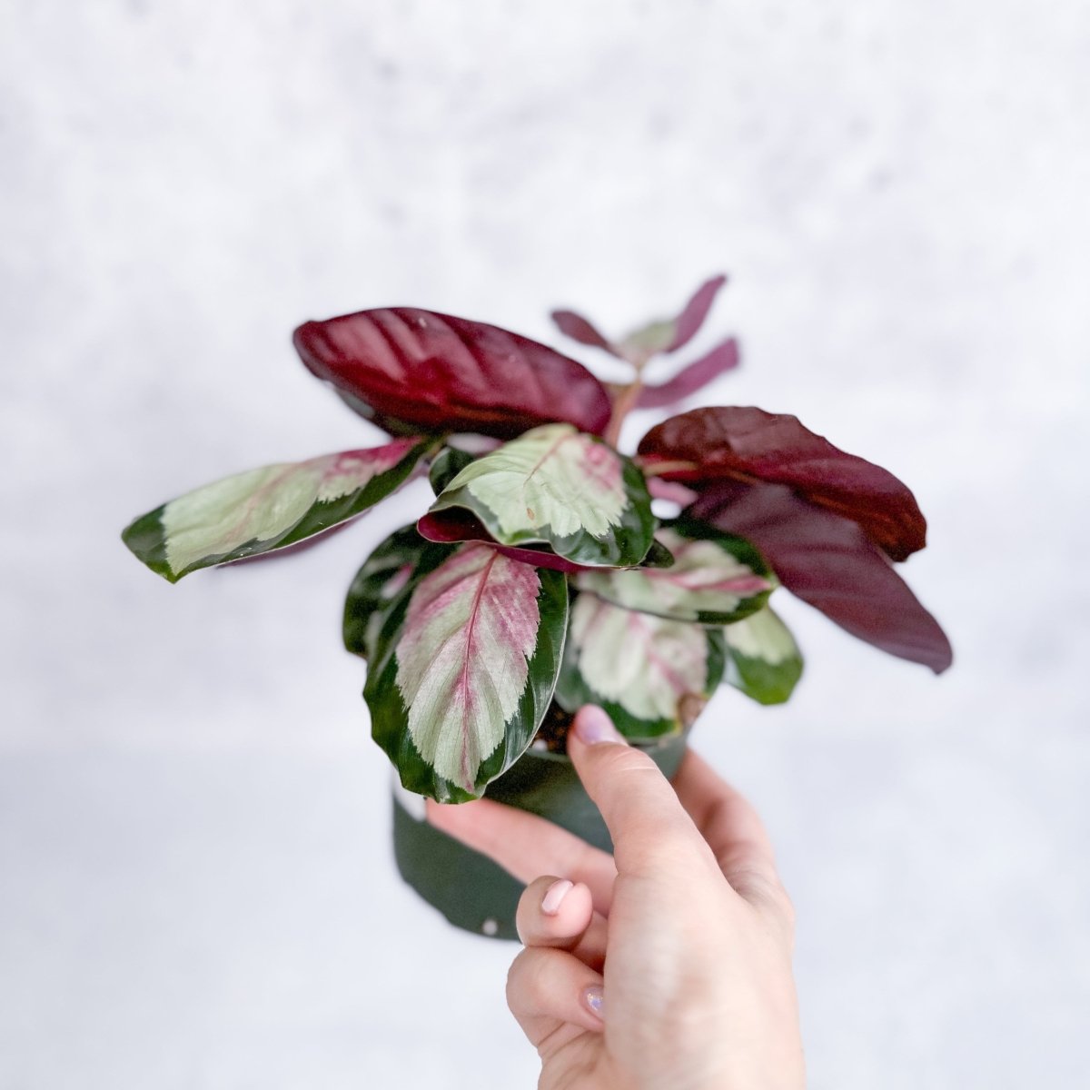 Calathea 'Rosy' - Rosy Calathea - Various Sizes - Ed's Plant Shop