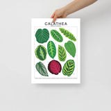 Calathea Species ID Chart - Botanical Houseplant Art Print - Ed's Plant Shop