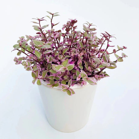 Callisia Repens ‘Pink Passion’ - Pink Passion Turtle Vine - 3.5 Inch - Ed's Plant Shop