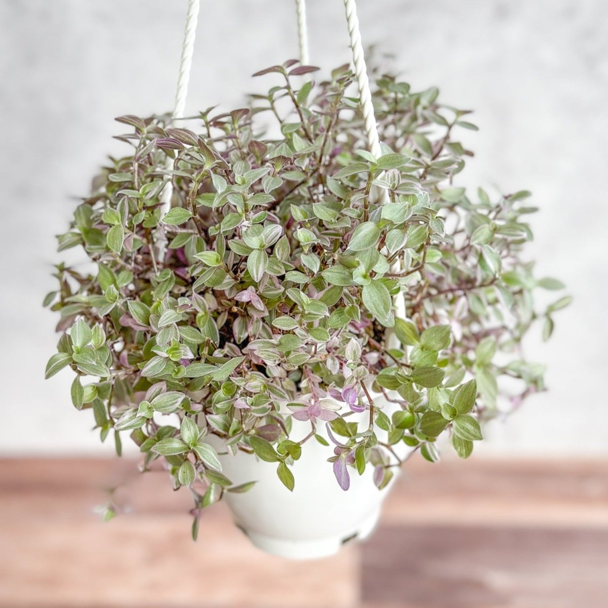 Callisia Repens ‘Pink Passion’ - Turtle Vine Hanging Basket - Ed's Plant Shop