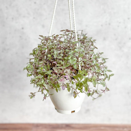 Callisia Repens Pink Passion - Turtle Vine Hanging Basket - Ed's Plant Shop