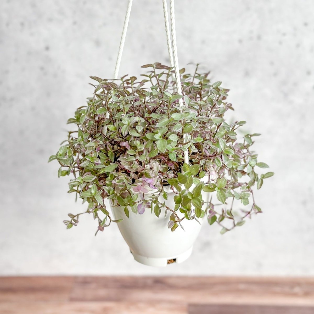 Callisia Repens ‘Pink Passion’ - Turtle Vine Hanging Basket - Ed's Plant Shop