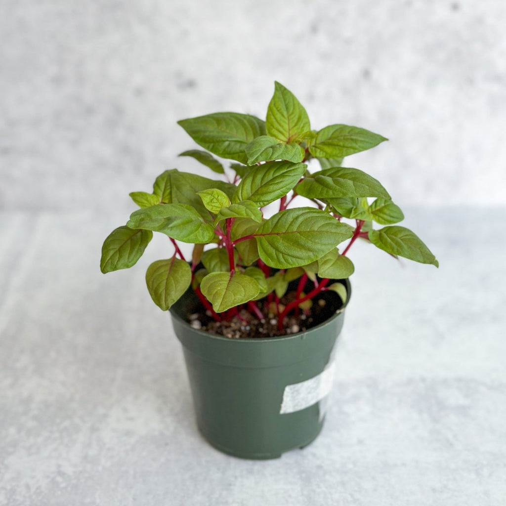 Celosia argenta - New Look Celosia - Ed's Plant Shop