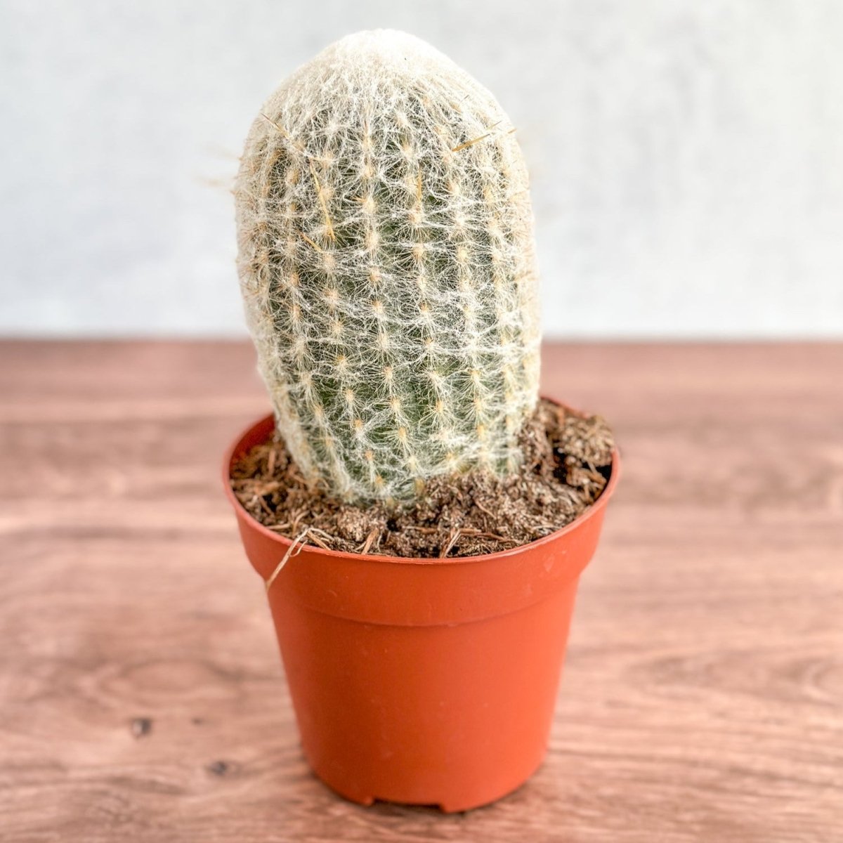 Cephalocereus senilis - Peruvian Old Man Cacti - Ed's Plant Shop