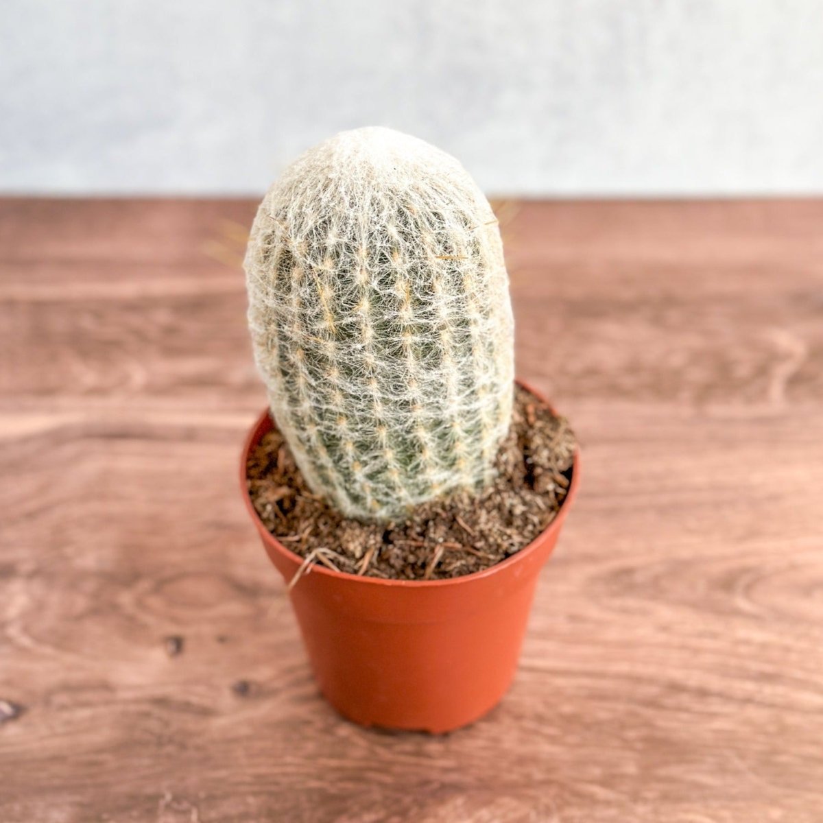 Cephalocereus senilis - Peruvian Old Man Cacti - Ed's Plant Shop